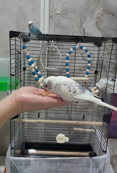 Попугай продаётся