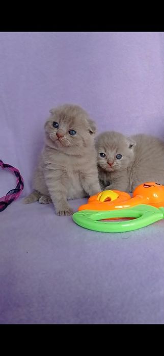 Забавные шотландские малыши