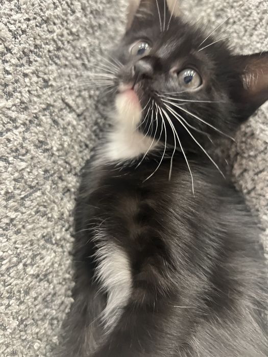 Котенок и кошечка