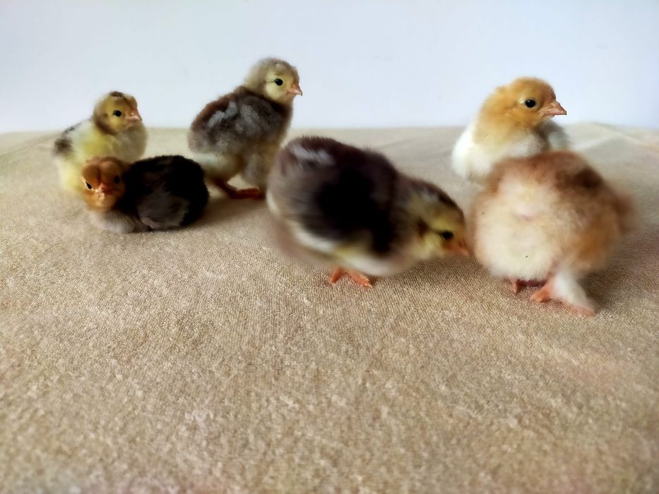 Brahma Pui,  Oua  cu precomanda