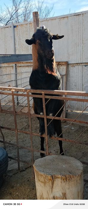 Теке сатылады. Саудасы бар.