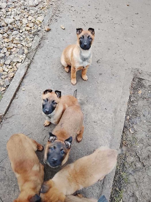 Малки белгийски овчарки