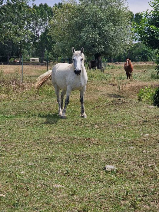 Iapă de vânzare