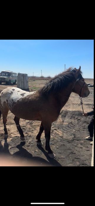 Айгыр 8 жасар сатыладе