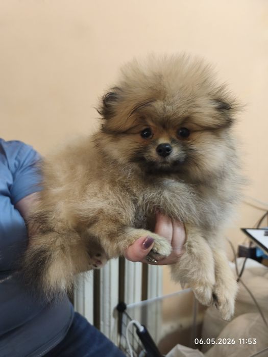Продам девочку шпица