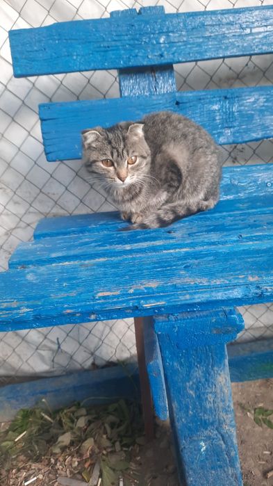 Найдём дом кошке