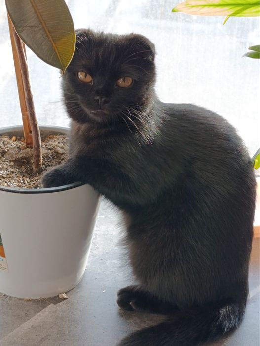 Скотиш фолд смешанные в руки