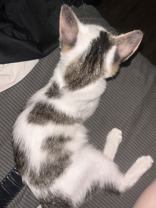 Отдаем котенка 3 месяцев