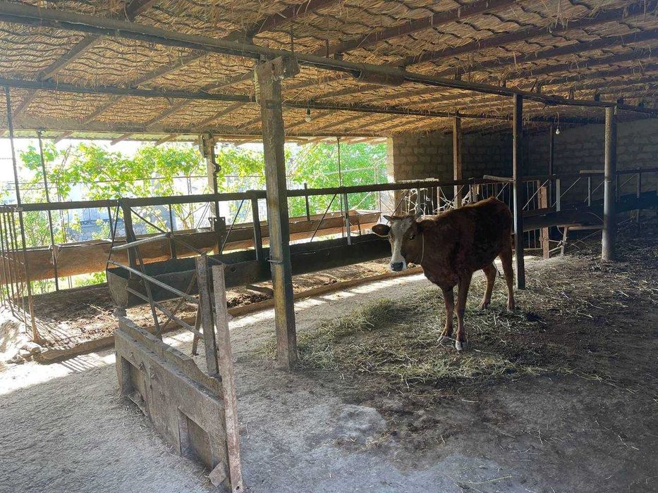 Uchastka tezda sotiladi. Продаётся участка.