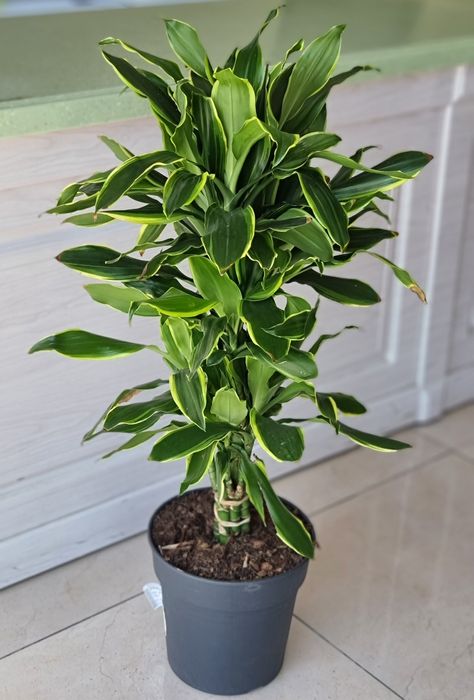 Драцена, Аглаонема, Пальма, Комнатные Растения, Орхидея, Орхидеи