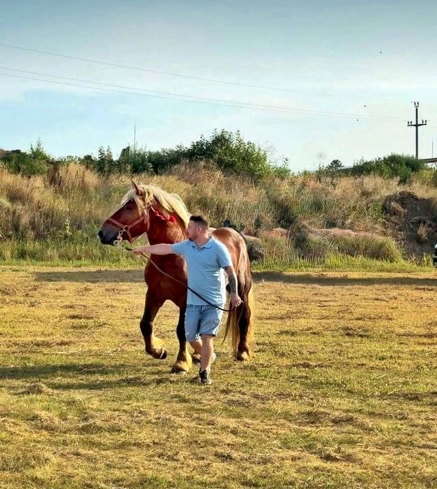 Vand Armasar Comtois de 4 pe 5 ani