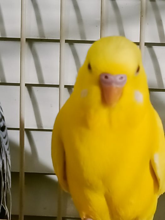 Волнистые попугаи.