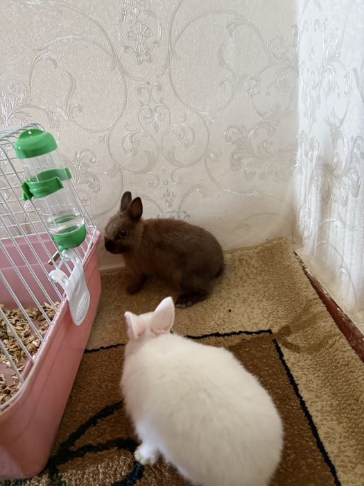 Декоративный куйончалар сотилади