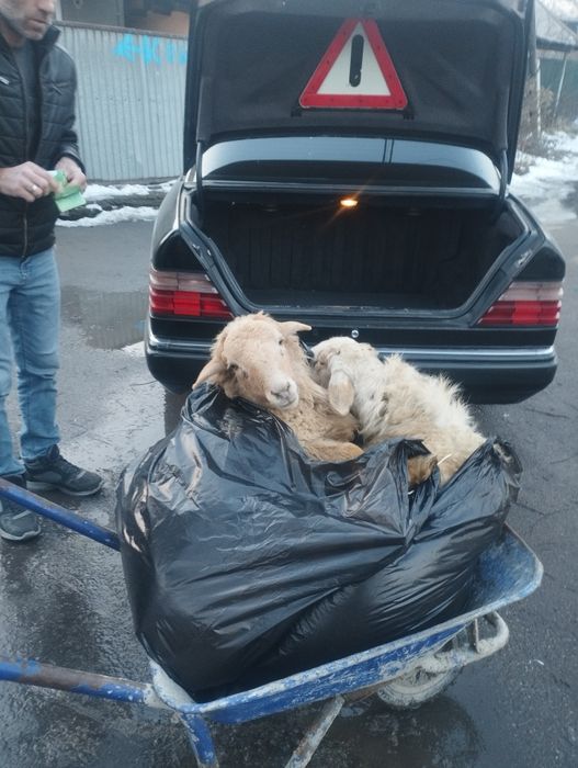 Кой Қой Бараны Алматы