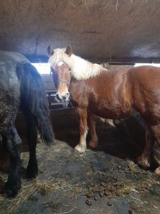 Vand 2 manze 10-11 luni