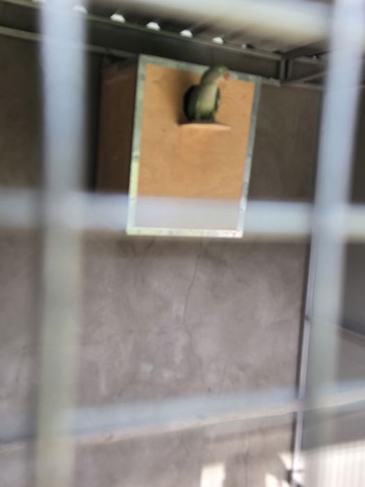 Готовая пара Александрского попугая