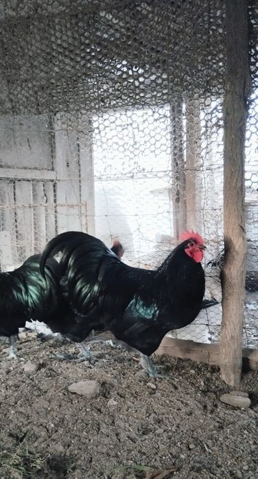 Cocosi Australorp negru