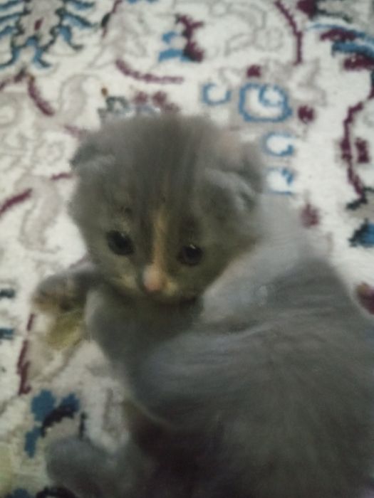 Шотландские фолды ко всему приучены родились 15 ноября