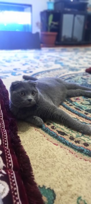 Mushuk skottish fold