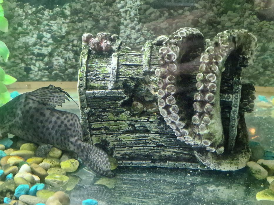 Аквариум 200л  с тумбой и рыбками