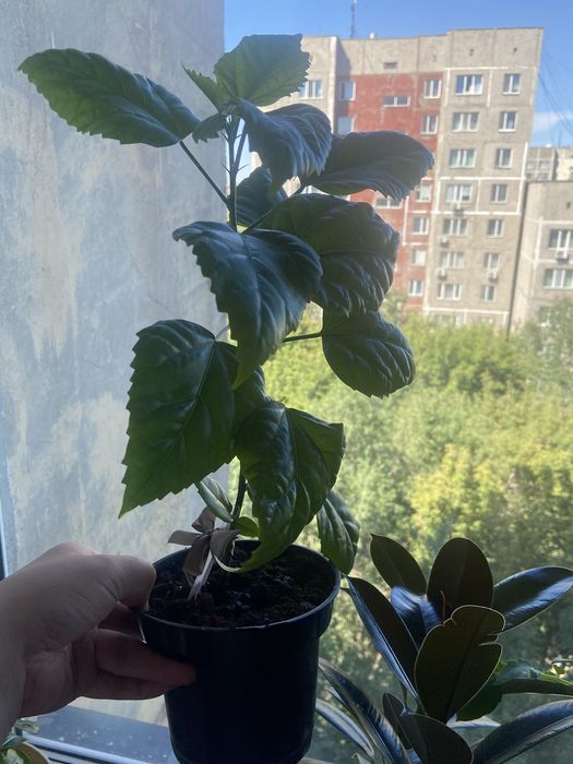Продам китайскую Розу