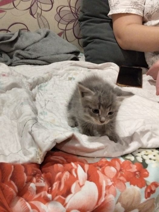Отдам котят бесплатно