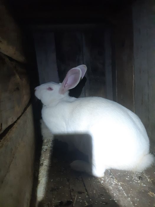 4 Iepurași masculi Hycole Francez – 8 săpt. (2kg)