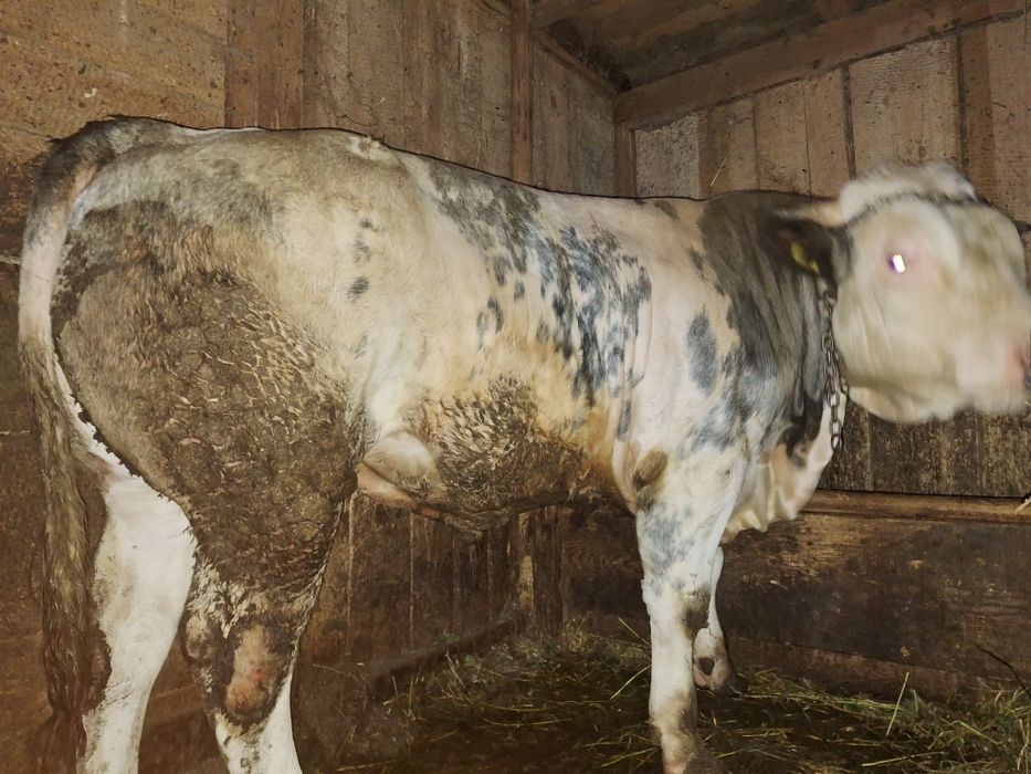 650 de kg preț 12.000