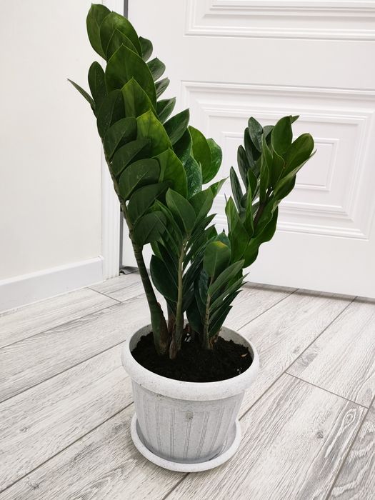 Шикарные растения. доставка