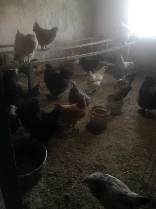 Продам курей 7000