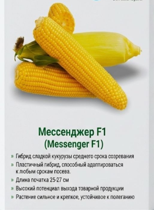 Кукуруза сладкая
