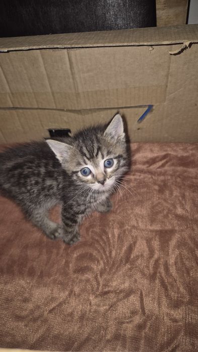 Отдадим котят в добрые руки !