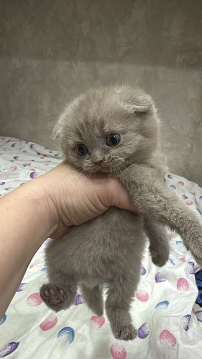 2 скотиш-фолд мальчик и девочка