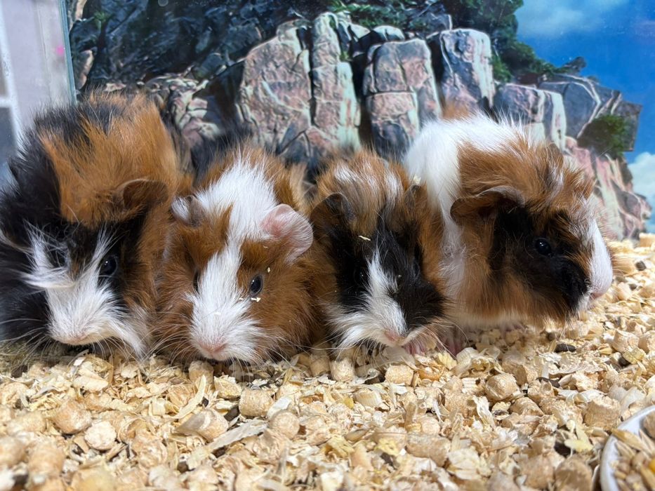 Морские свинки ( продаю)