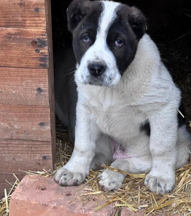 Шикарный щенки Алабая