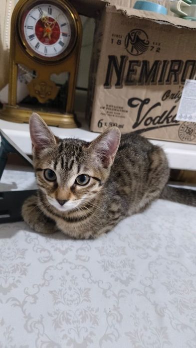 Отдам котёнка, девочку