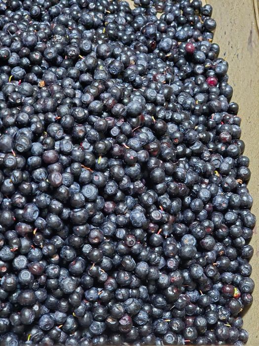 Продам чернику свежую, чистая