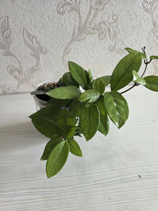 Хойя карниза, восковой плющь