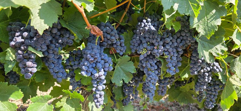 Struguri de vin Muscat Ottonel Merlot Fetească, preț producător transport gratuit la locație în jud. Arges