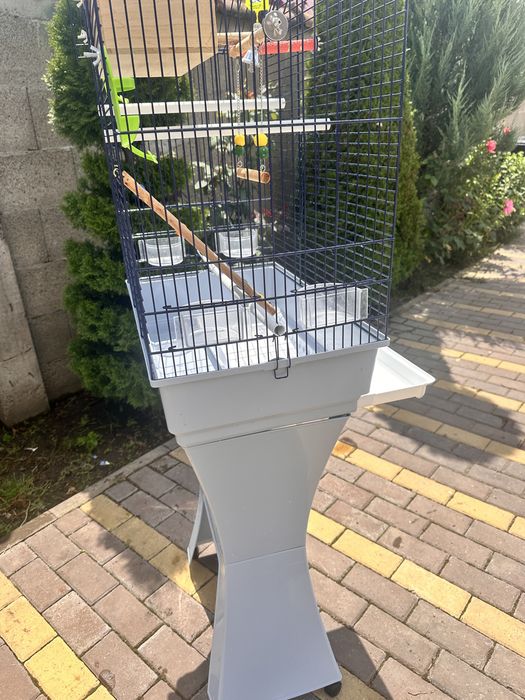 Colivie nimfe sau perusi