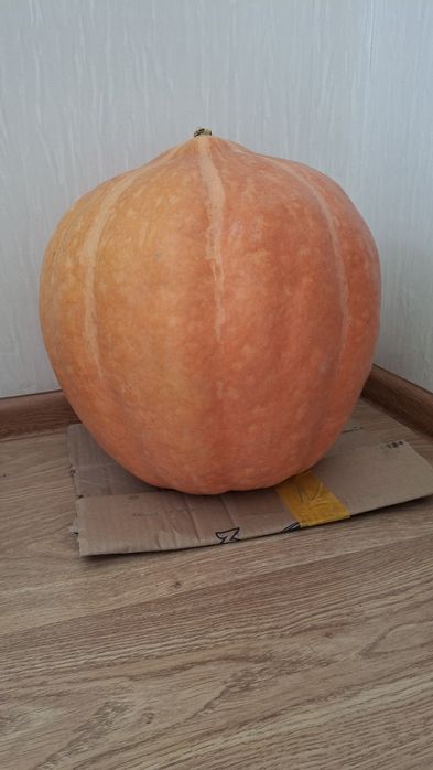 Продам тыкву большуую