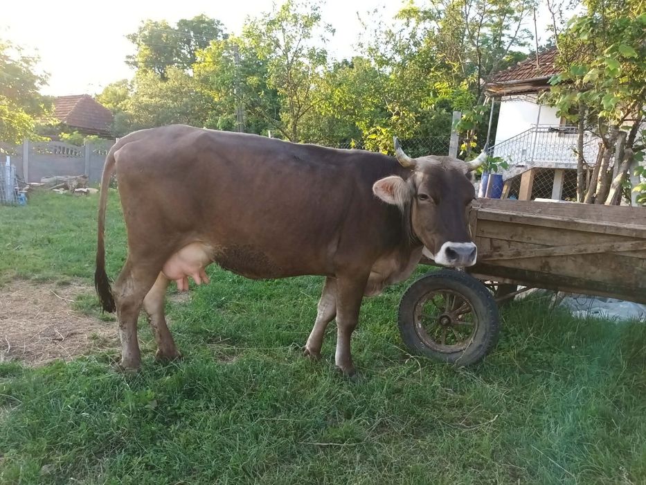 2 vaci baltate de 4 ani si una bruna de Maramures de 3 ani