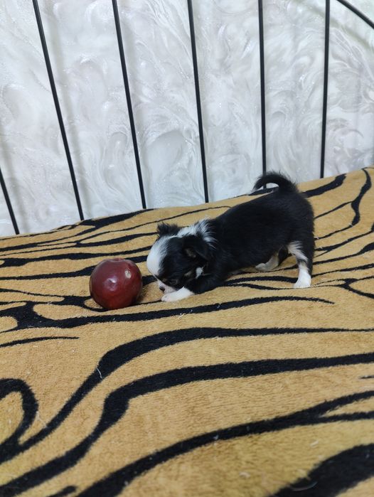 Продаётся миниатюрные мальчик чихуахуа