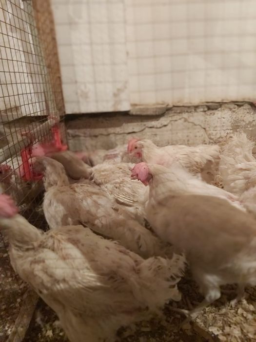 Туып турган тауыктар бар