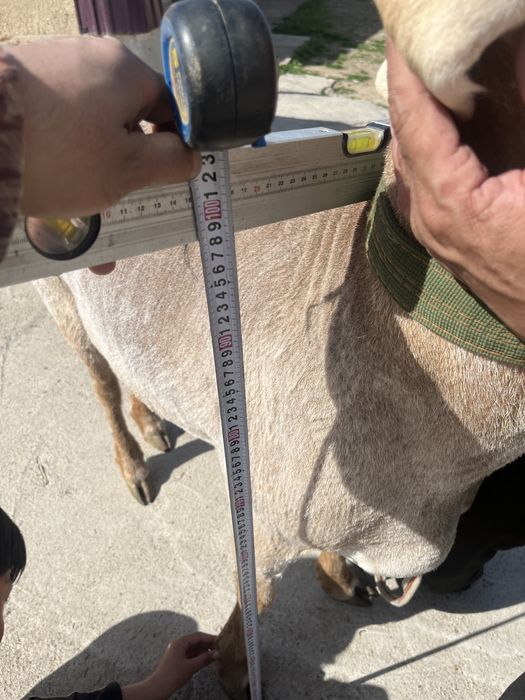 Арашан қошқар 2 мил