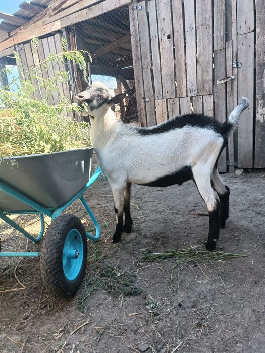 Продам козла альпийского.