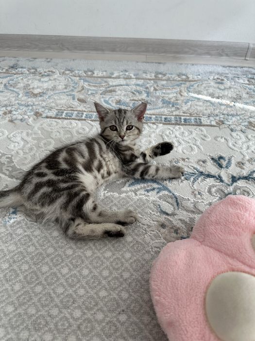Продам шотландскую кошечку