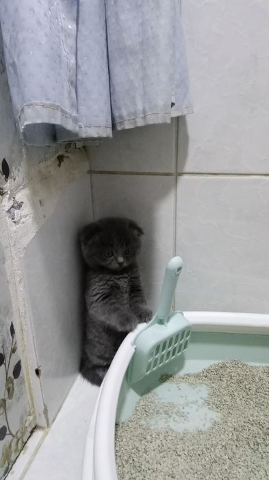 мушуклар сотилади