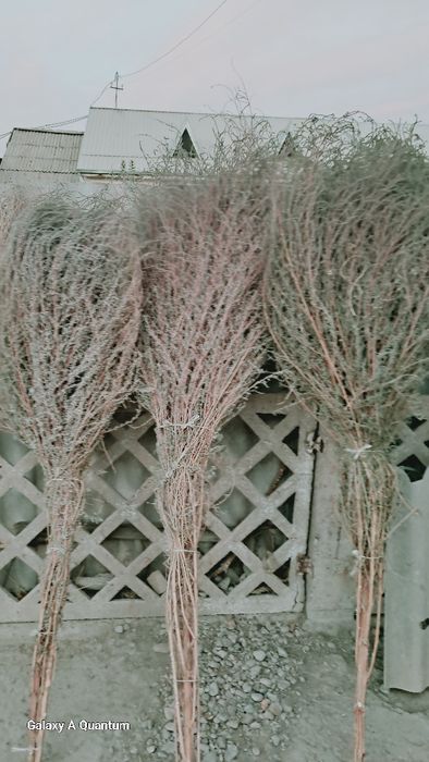 Katta koʼcha supurgi