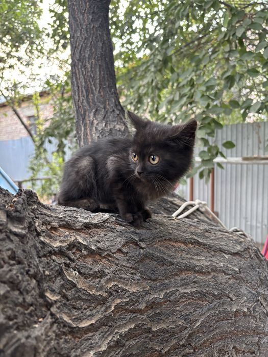 Котенок мальчик в добрые руки